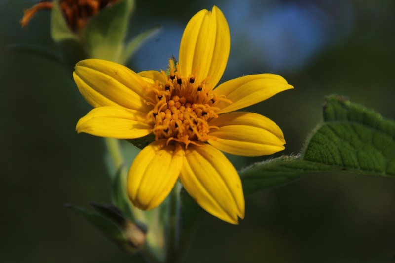 Wedelia goyazensis photo 5