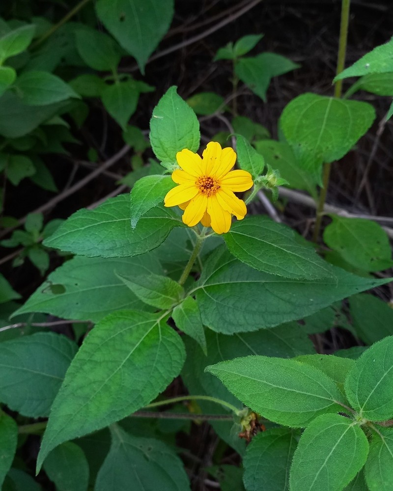 Wedelia goyazensis photo 6