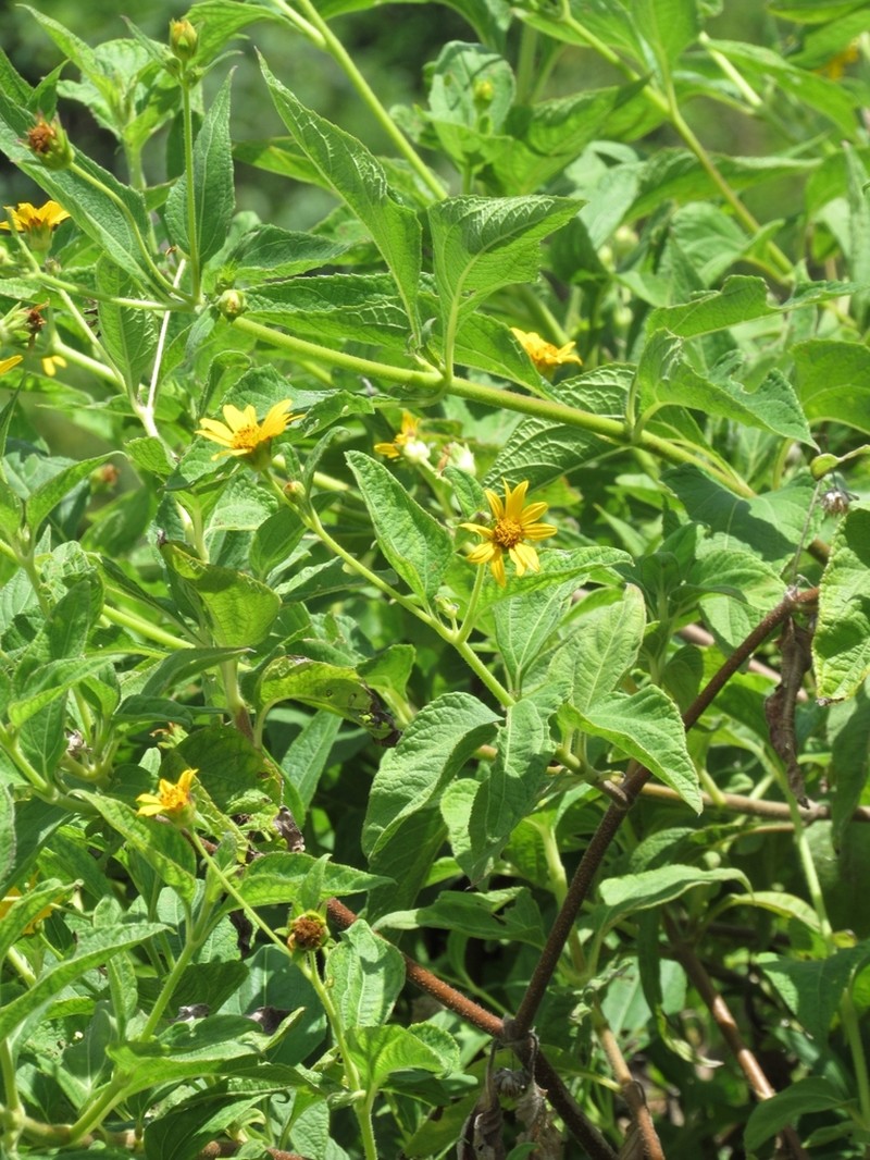 Wedelia goyazensis photo 8