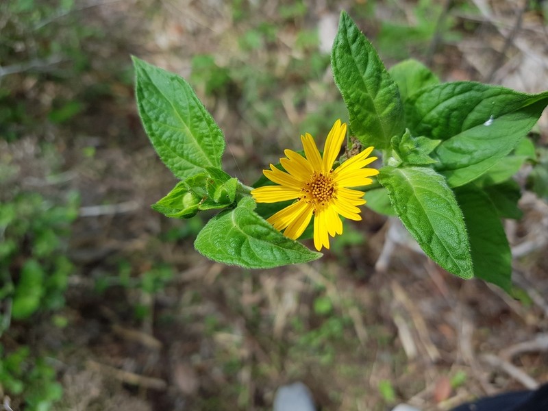 Wedelia grandiflora