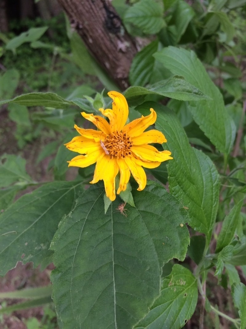 Wedelia grandiflora photo 2