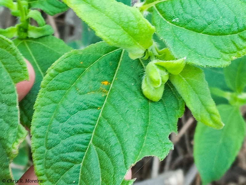 Wedelia grandiflora photo 3