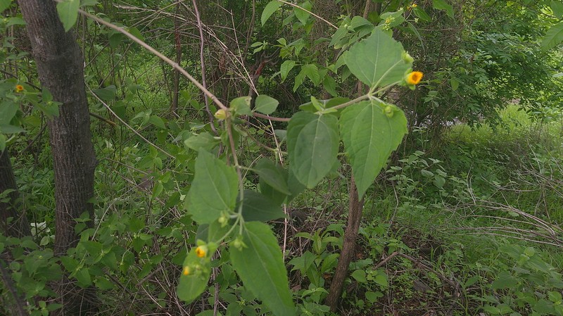 Wedelia grandiflora photo 4