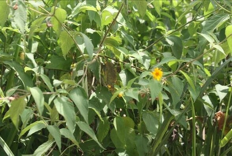 Wedelia grandiflora photo 5