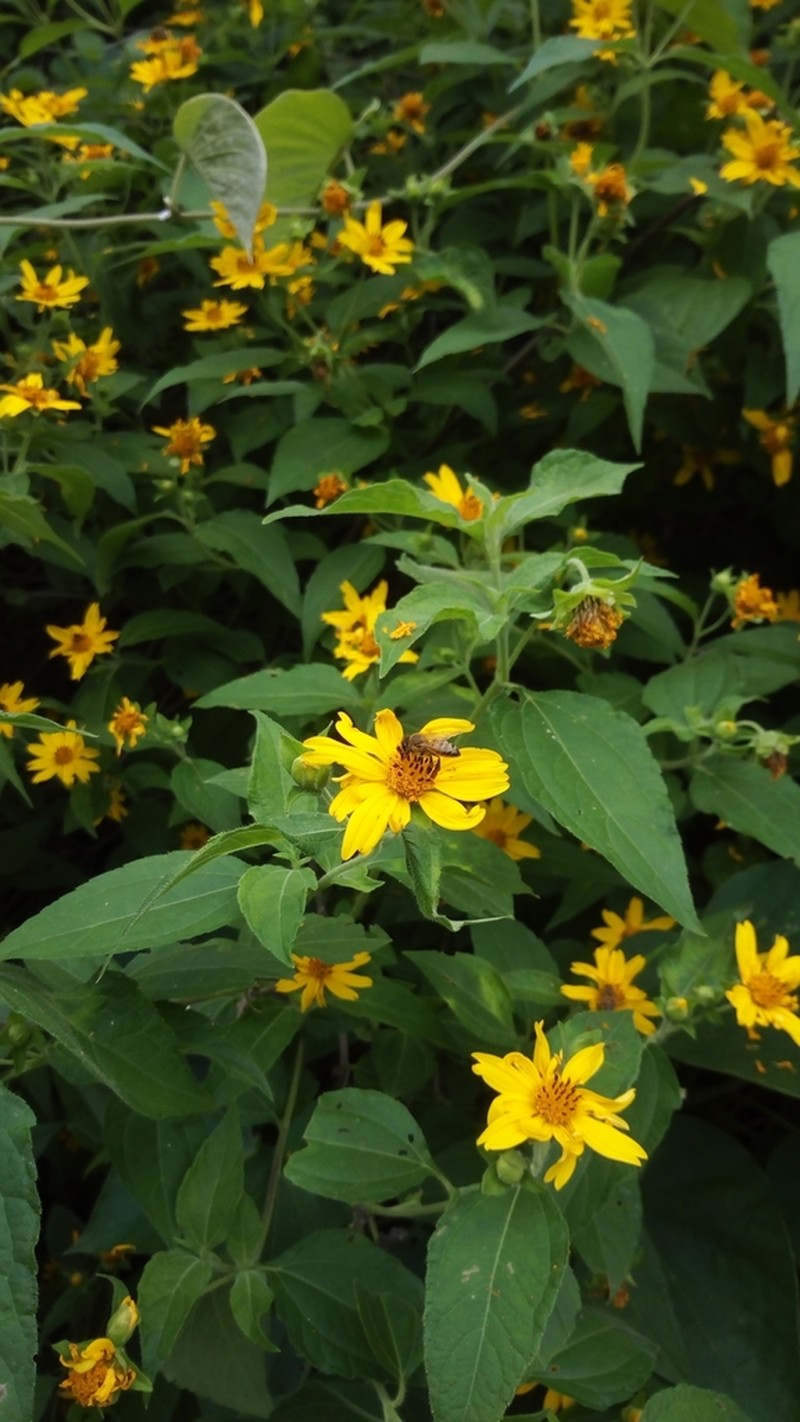 Wedelia grandiflora photo 6