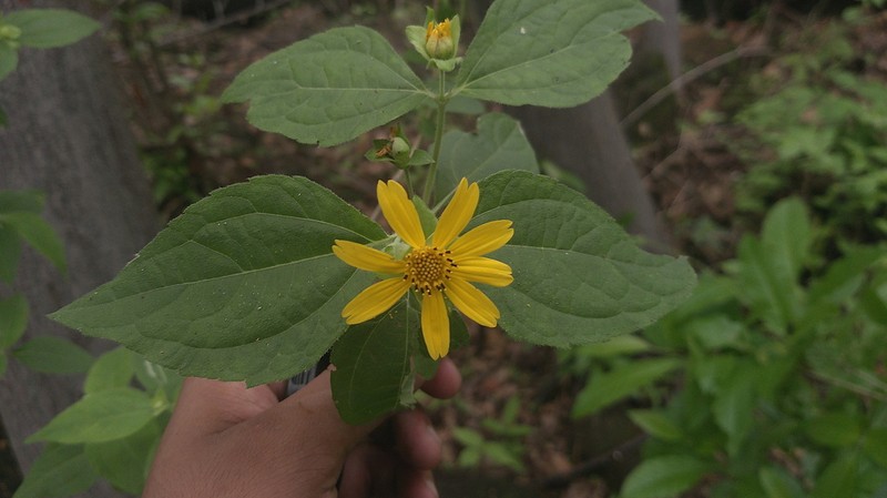 Wedelia grandiflora photo 7