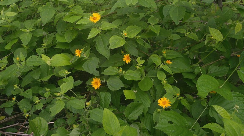 Wedelia grandiflora photo 8