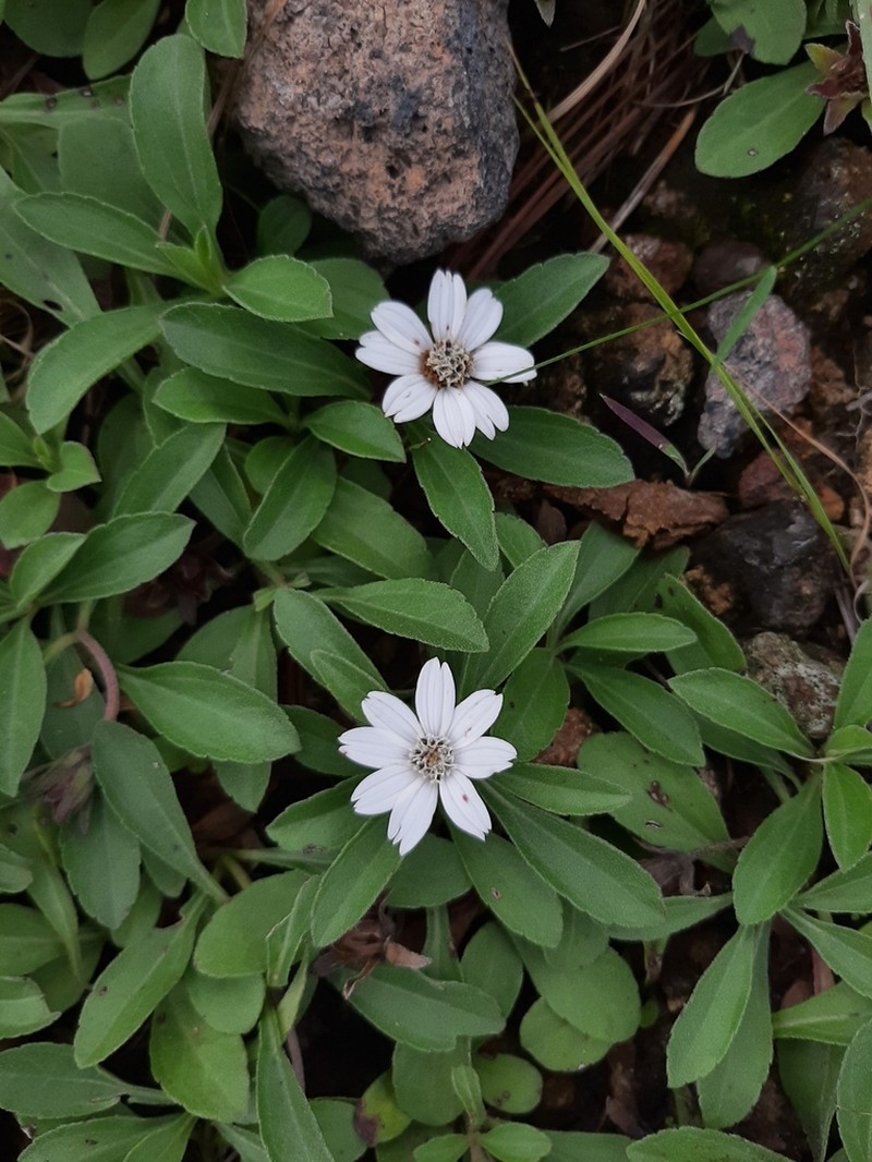 Wedelia grayi