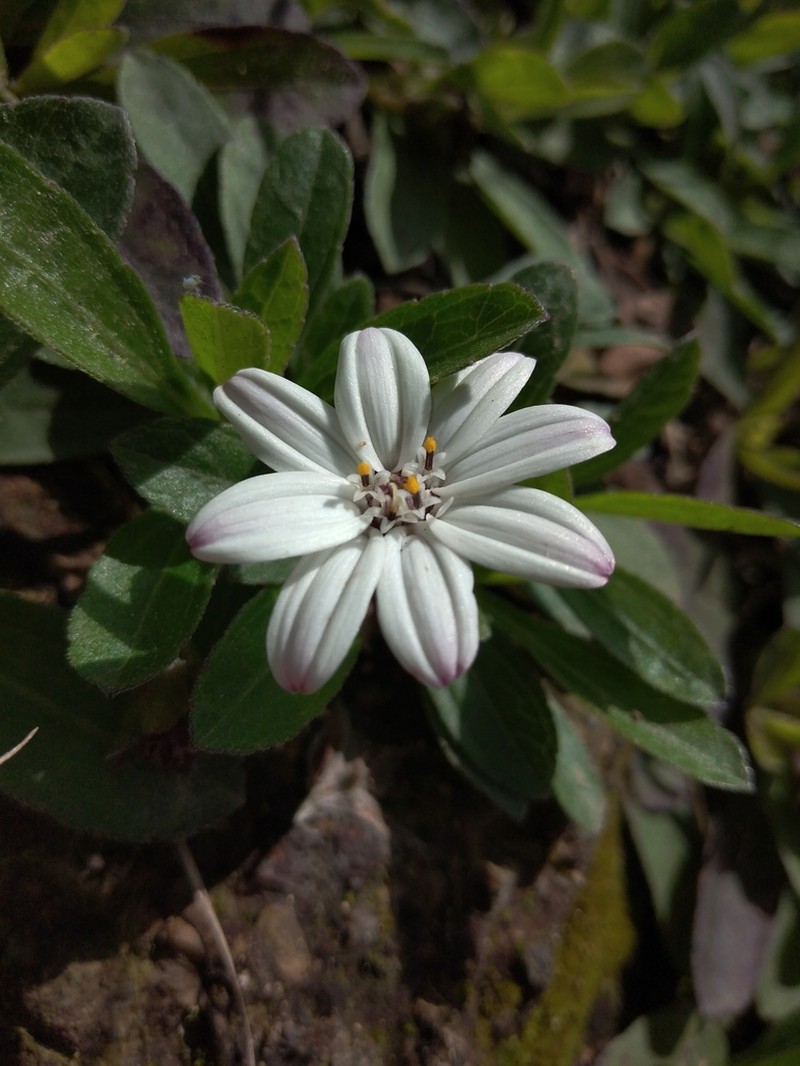 Wedelia grayi photo 2