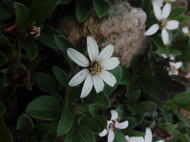 Wedelia grayi photo 3