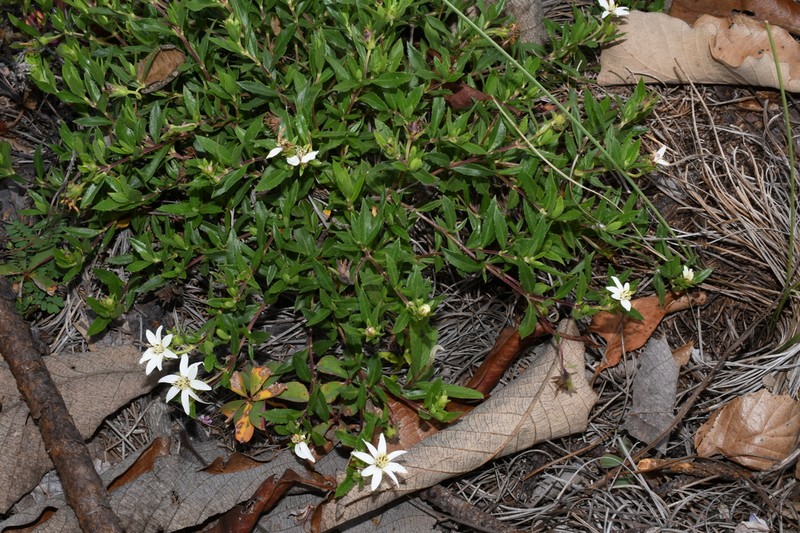 Wedelia grayi photo 4