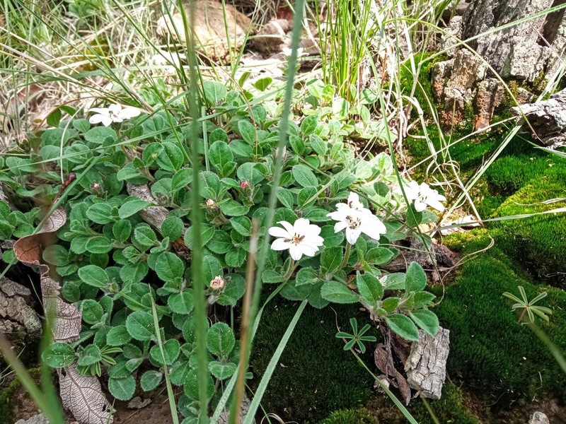 Wedelia grayi photo 5