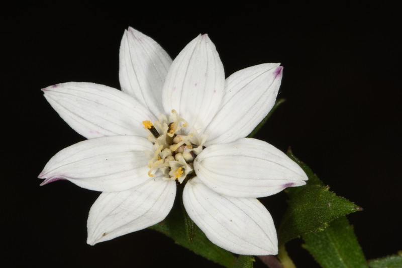 Wedelia grayi photo 6