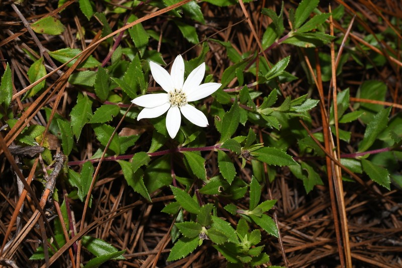 Wedelia grayi photo 8