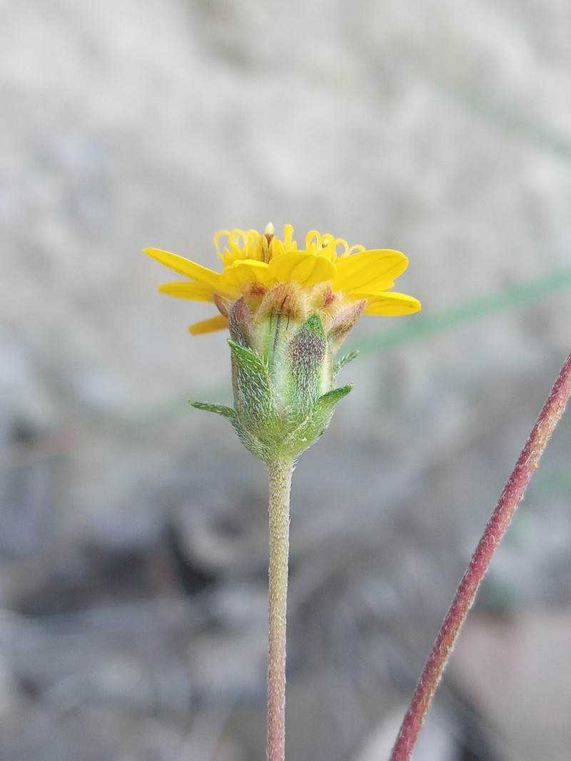 Wedelia greenmanii photo 2