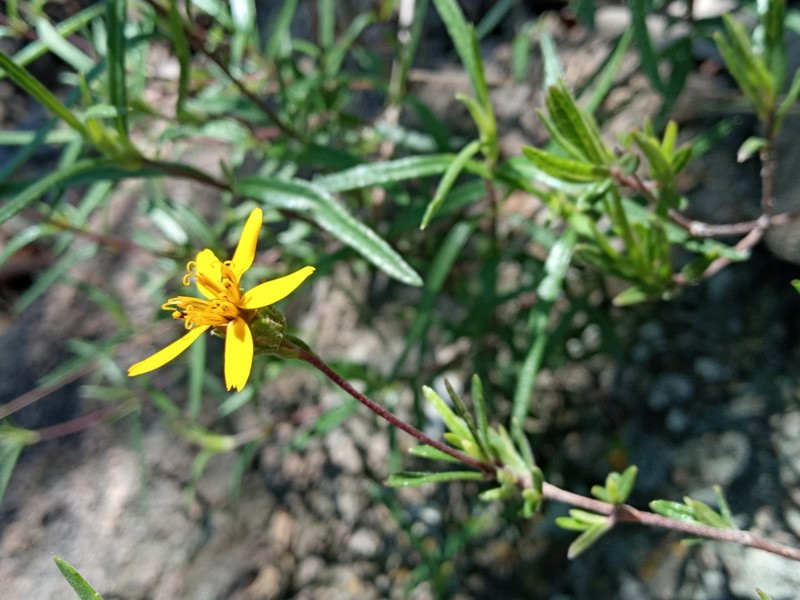 Wedelia greenmanii photo 3