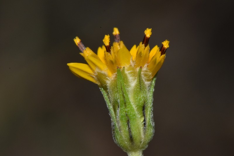 Wedelia greenmanii photo 6