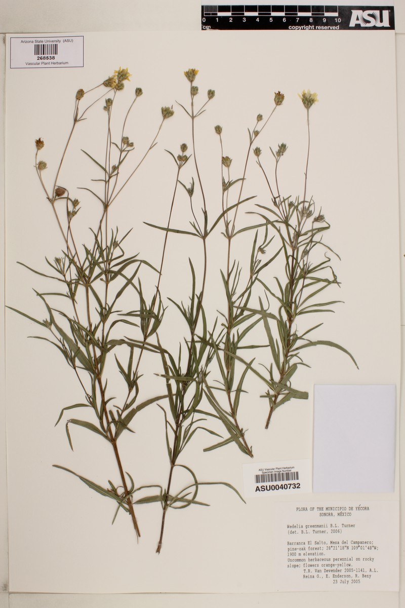 Wedelia greenmanii photo 7