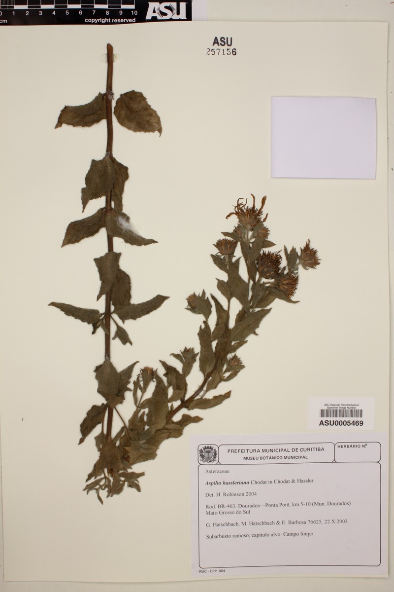 Wedelia hassleriana