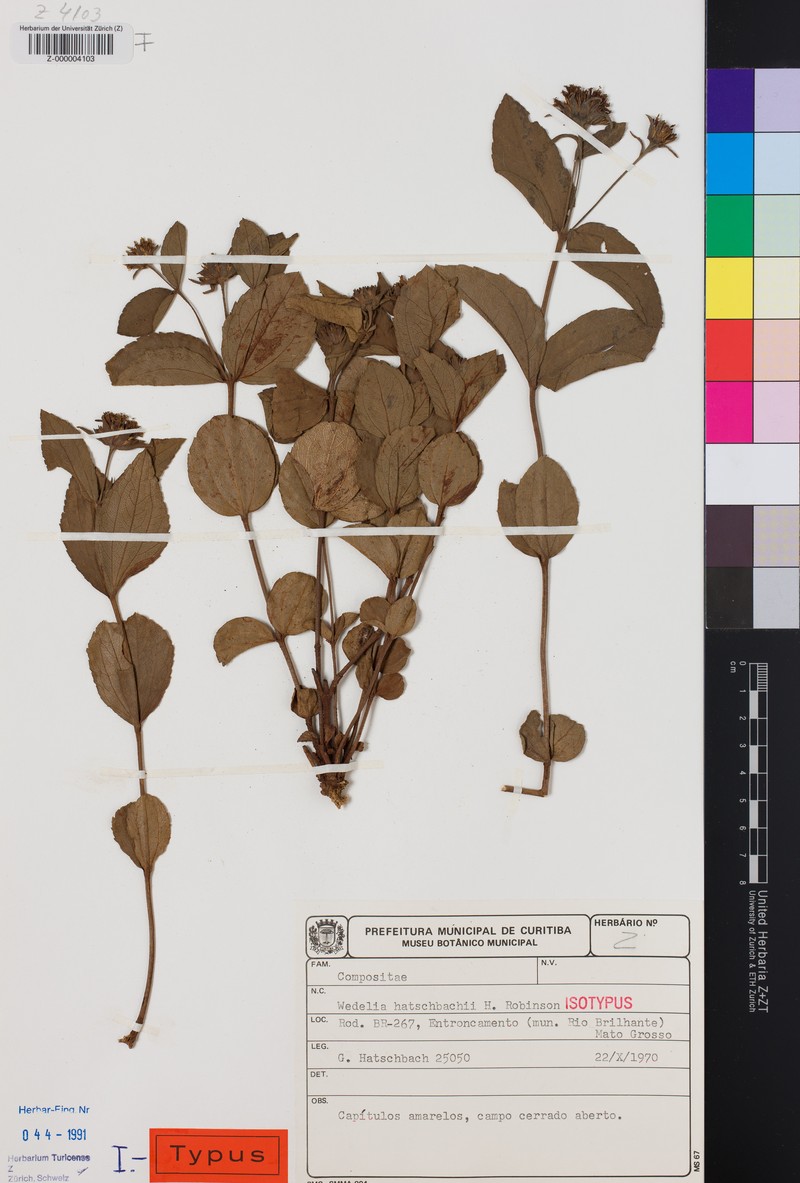 Wedelia hatschbachii