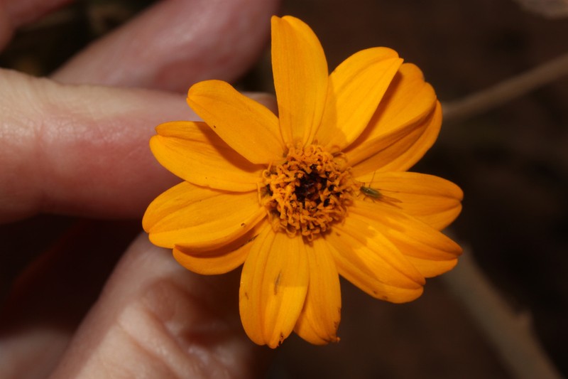 Wedelia helianthoides