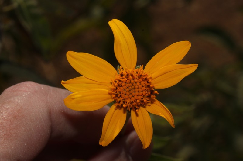 Wedelia helianthoides photo 2