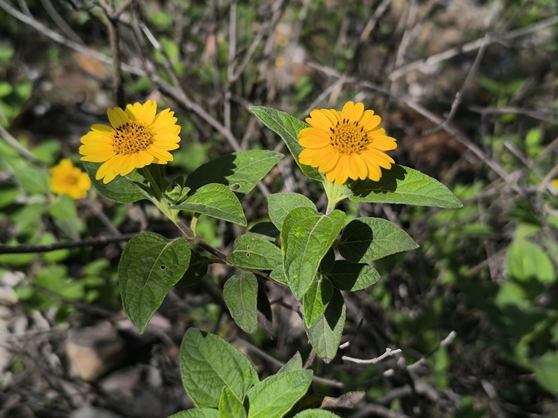 Wedelia helianthoides photo 3