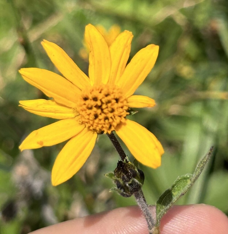 Wedelia helianthoides photo 4