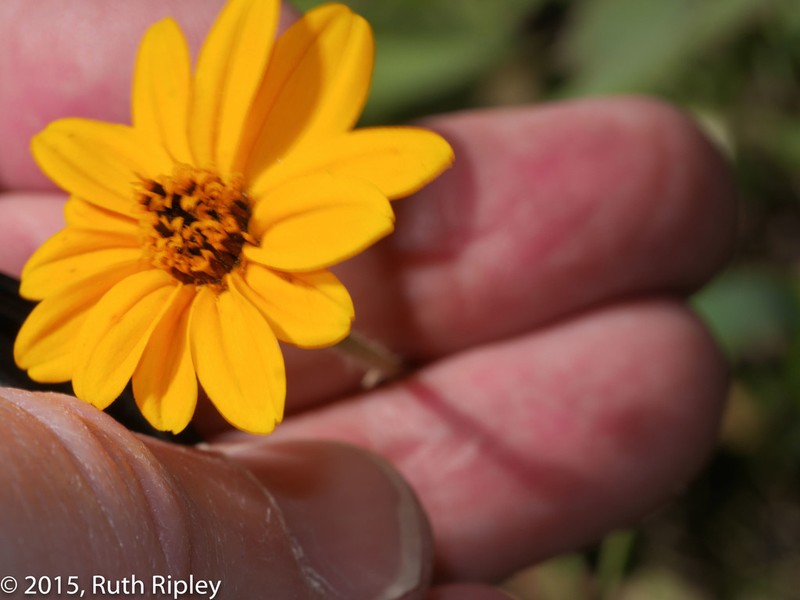 Wedelia helianthoides photo 5