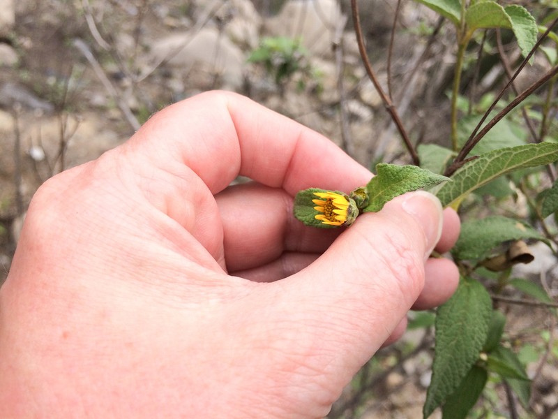 Wedelia helianthoides photo 6