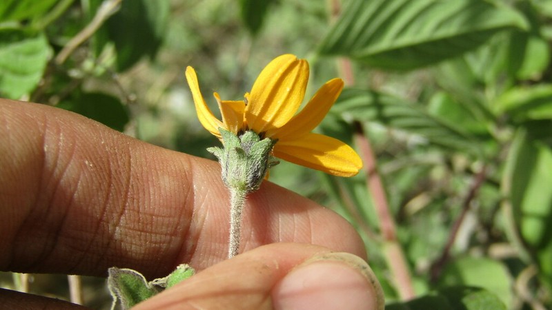 Wedelia helianthoides photo 7