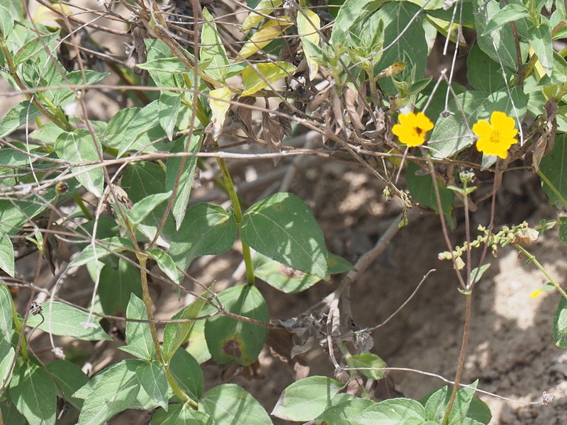 Wedelia helianthoides photo 8