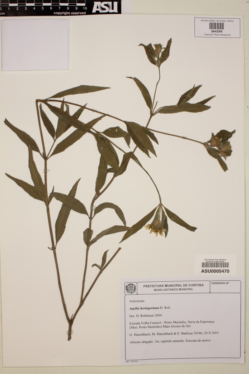 Wedelia heringeriana