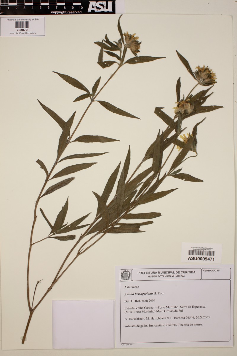 Wedelia heringeriana photo 2