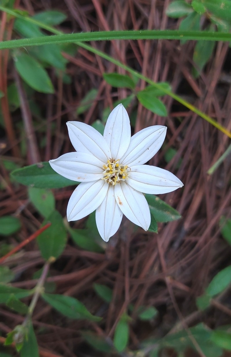 Wedelia hintoniorum