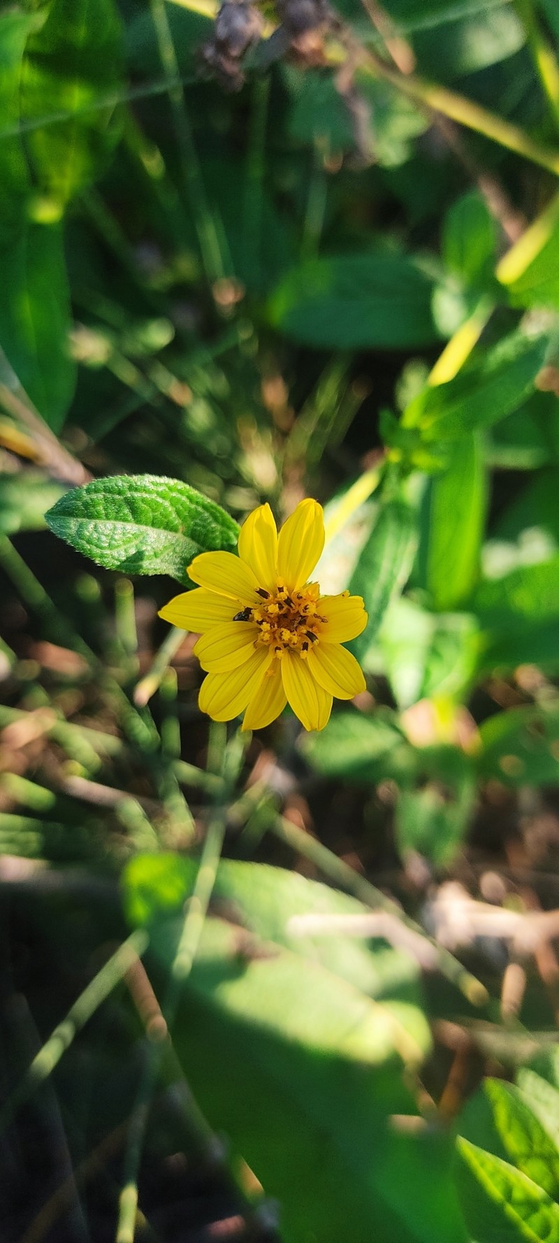 Wedelia hispidula photo 2
