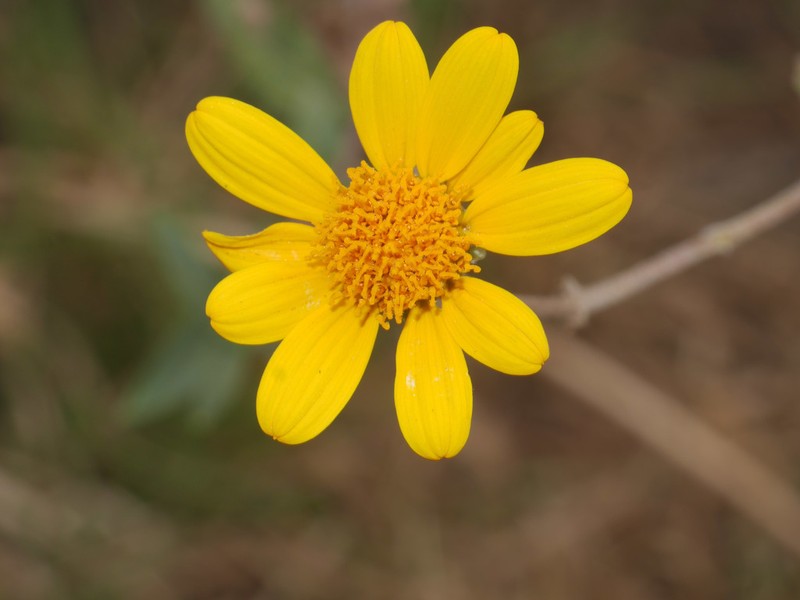 Wedelia holwayi