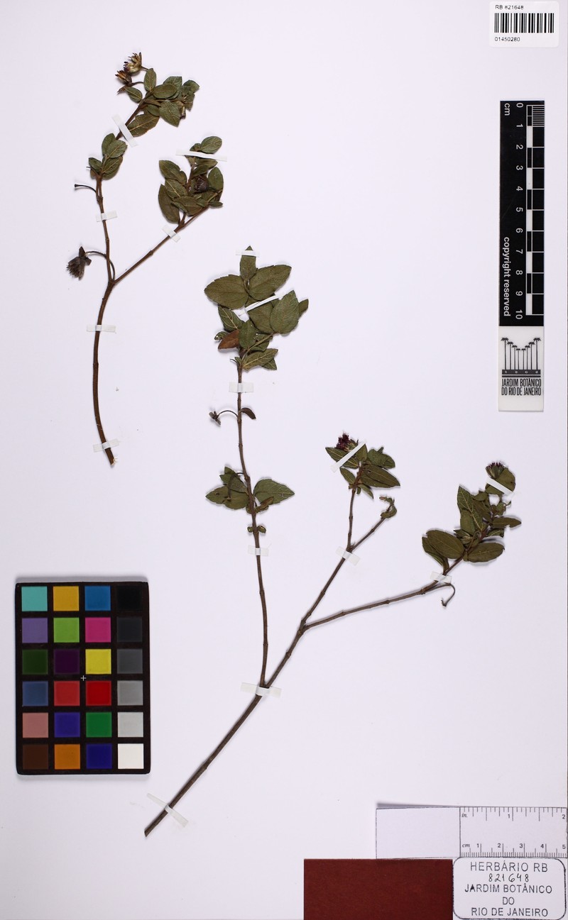 Wedelia homogama