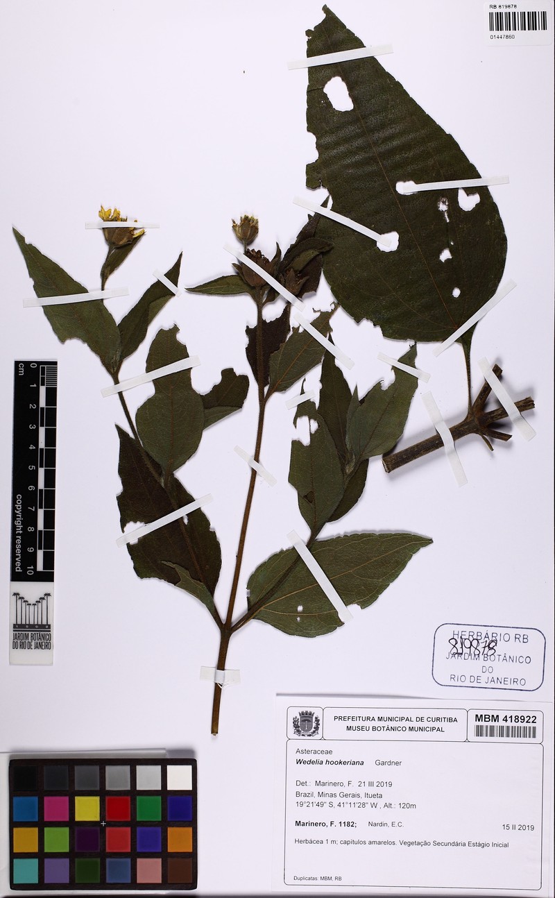 Wedelia hookeriana