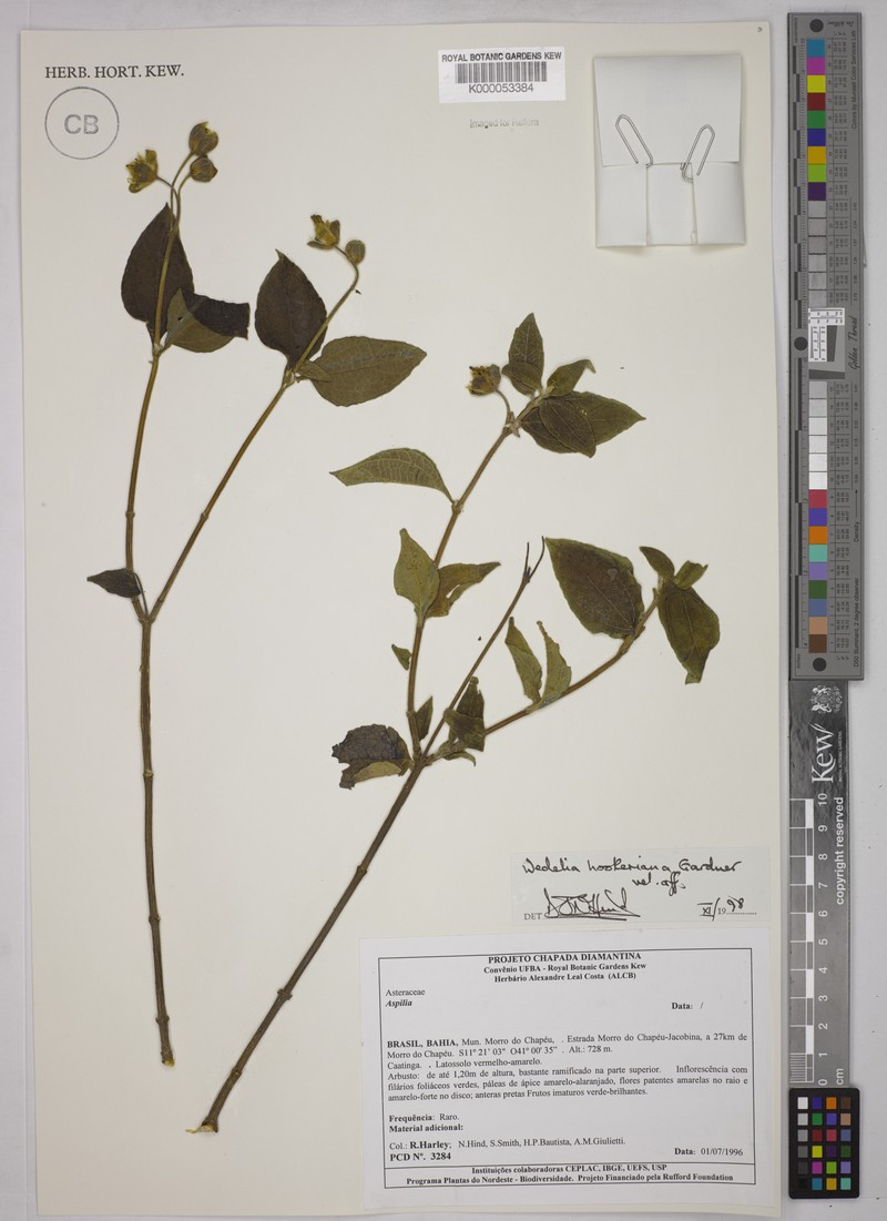 Wedelia hookeriana photo 2