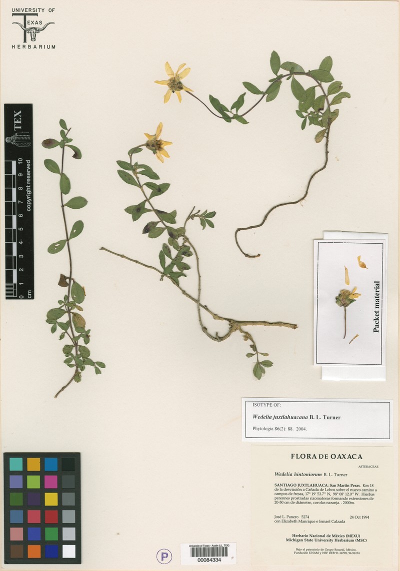 Wedelia juxtlahuacana