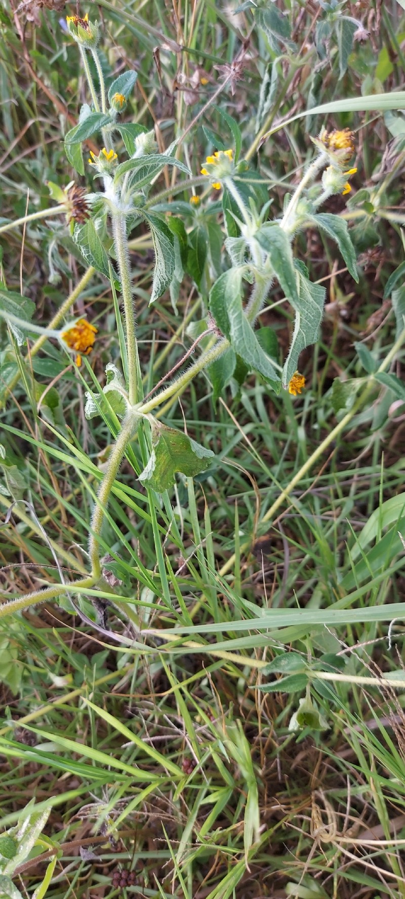 Wedelia kerrii photo 8