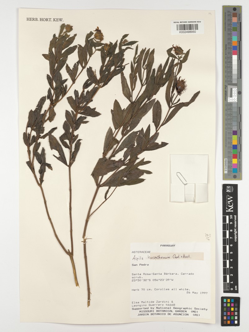 Wedelia leucanthema