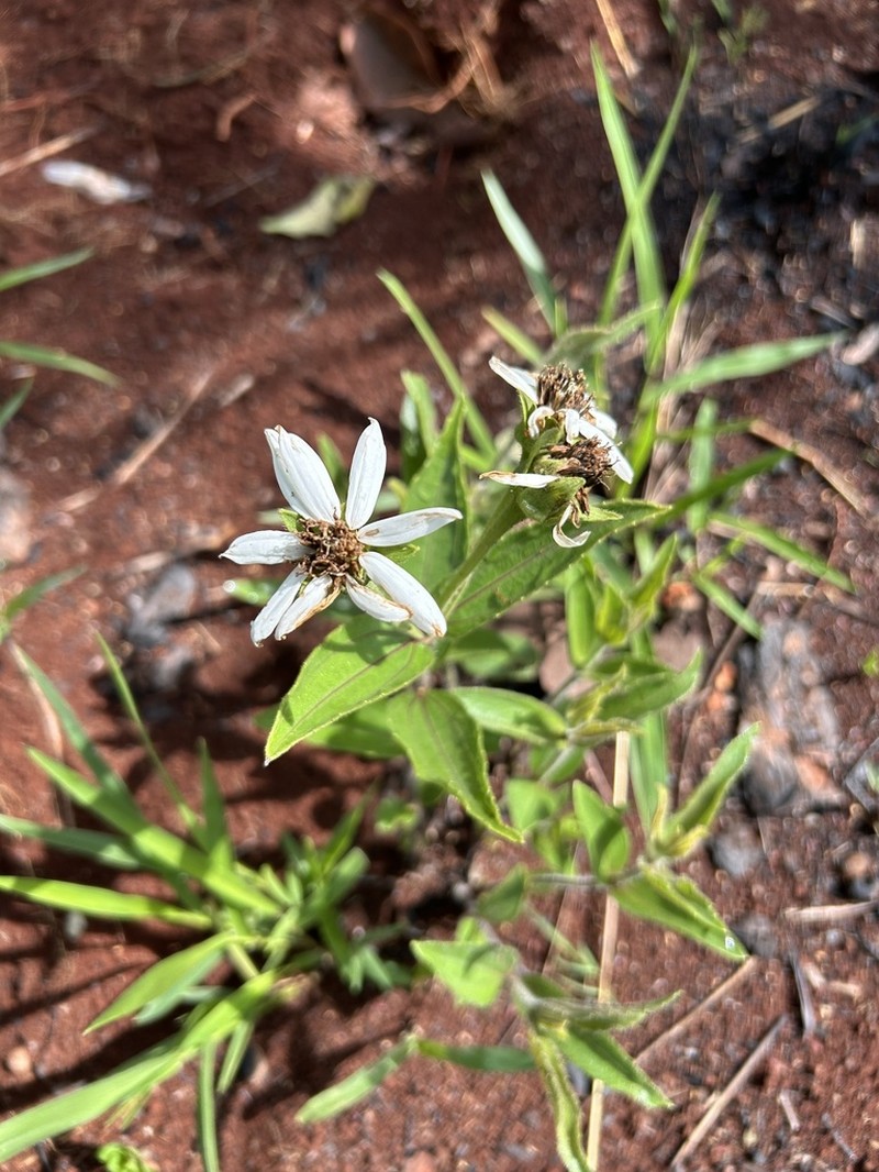 Wedelia leucoglossa
