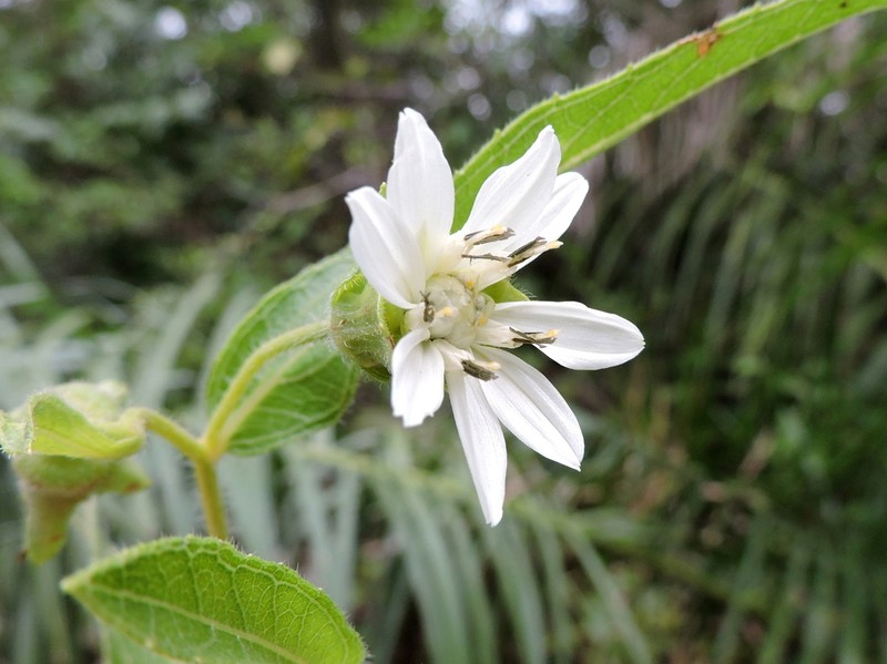 Wedelia leucoglossa photo 2