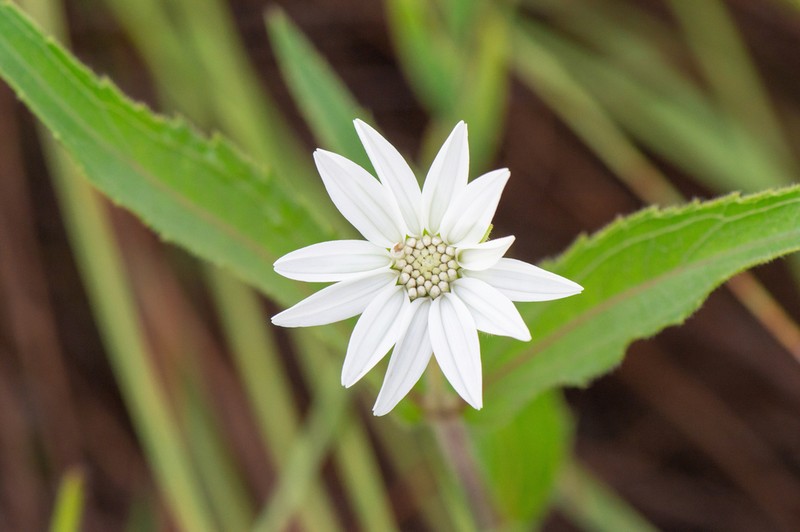 Wedelia leucoglossa photo 3