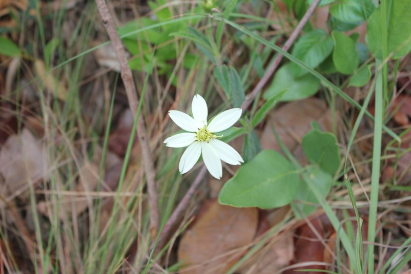 Wedelia leucoglossa photo 4