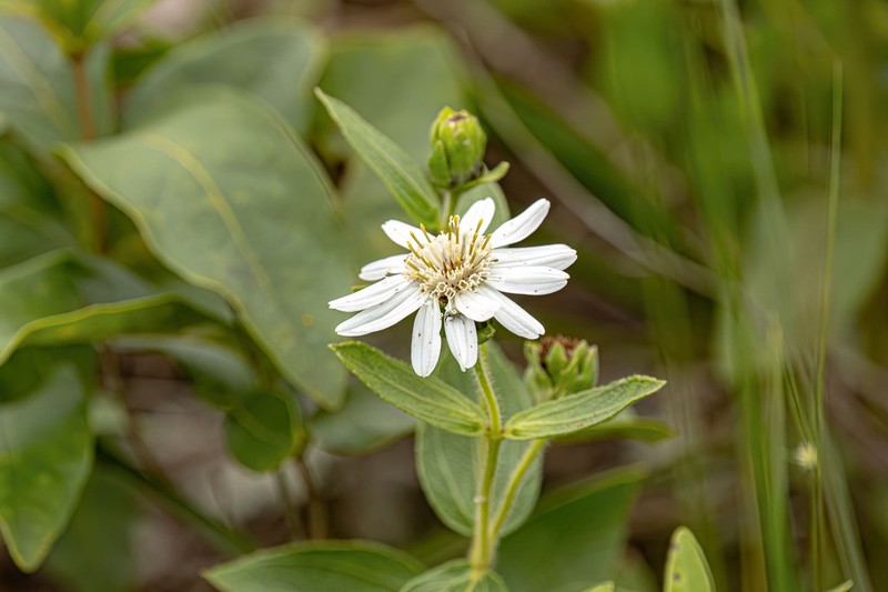 Wedelia leucoglossa photo 5