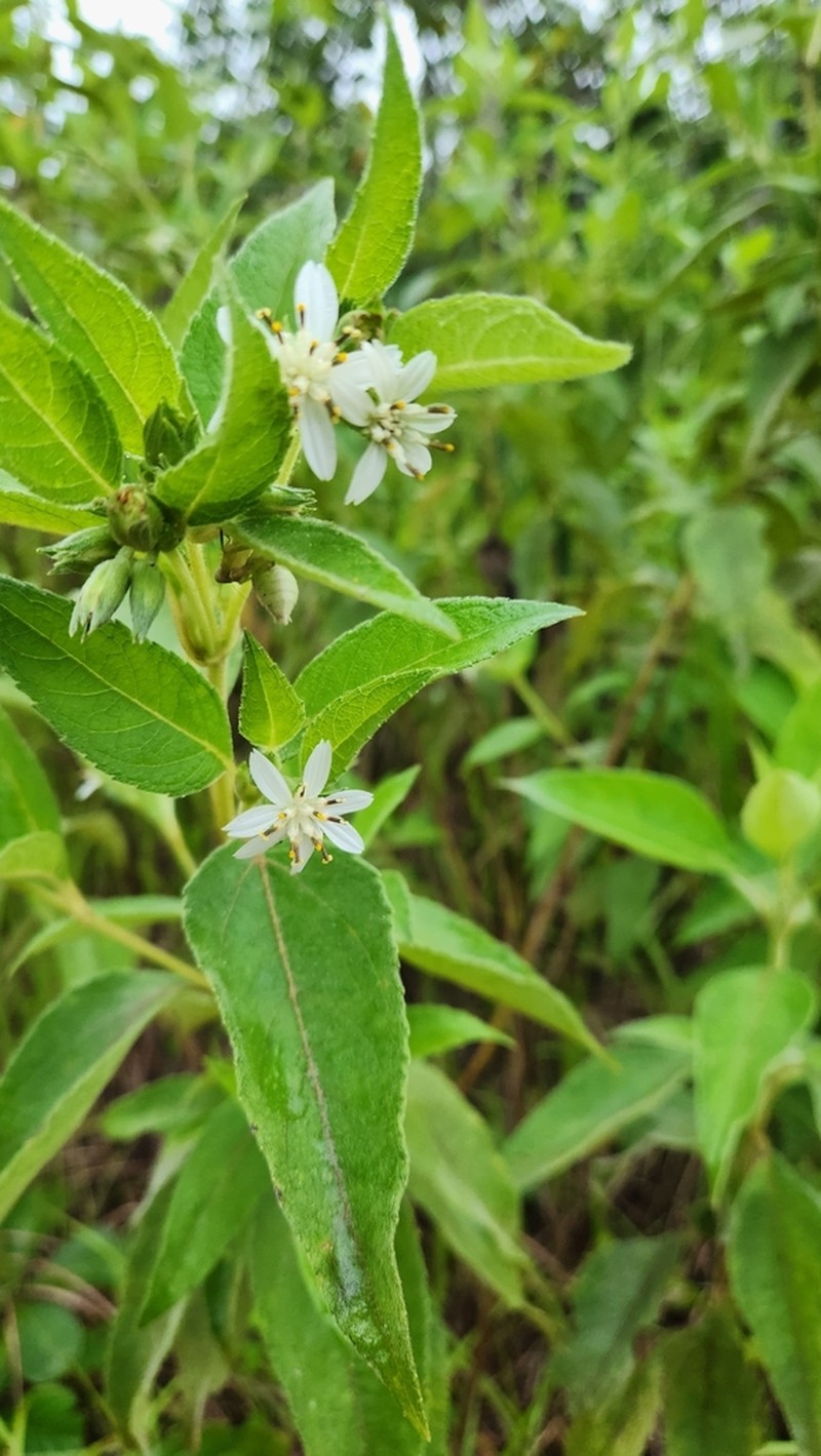 Wedelia leucoglossa photo 6