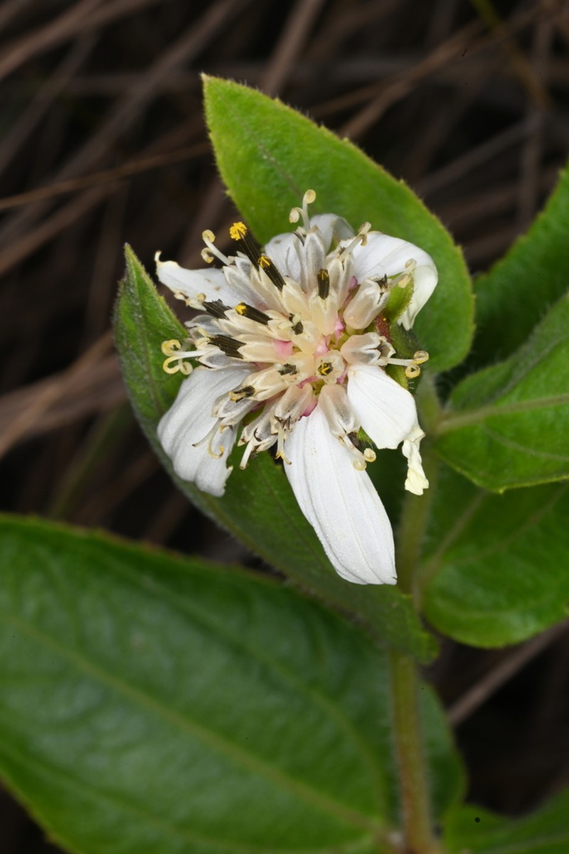 Wedelia leucoglossa photo 7